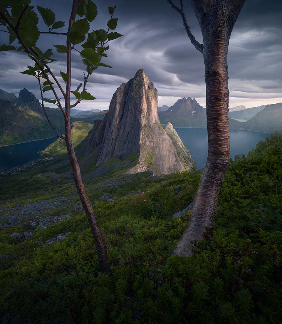 Segla mountain in Norway during the midnight sun, the peak is framed by two Rowan Trees, a stormy dark sky circles the peak which catches the soft glow of light.