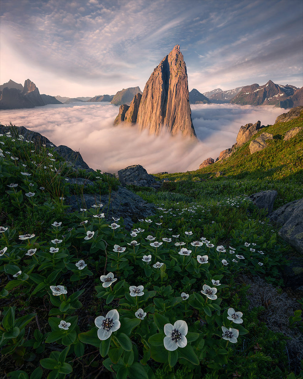 Segla mountain glows pink during the midnight sun. A waterfall of clouds covers the base of the mountain creating a dreamlike sea of clouds beneath the sharp rocky face. in the foreground, layers of small white flowers cover the grassy hills.