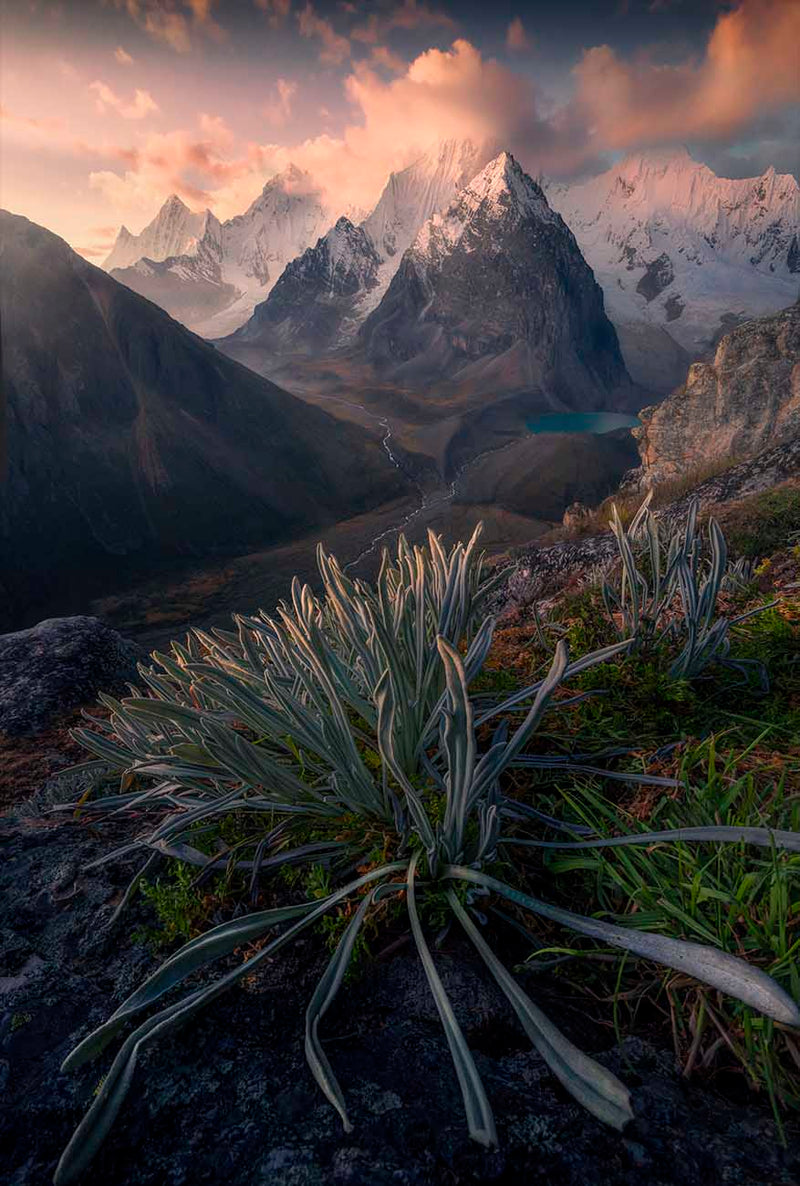 Snow-covered peaks, glacial water and alpine plants beneath a pink and orange sky.