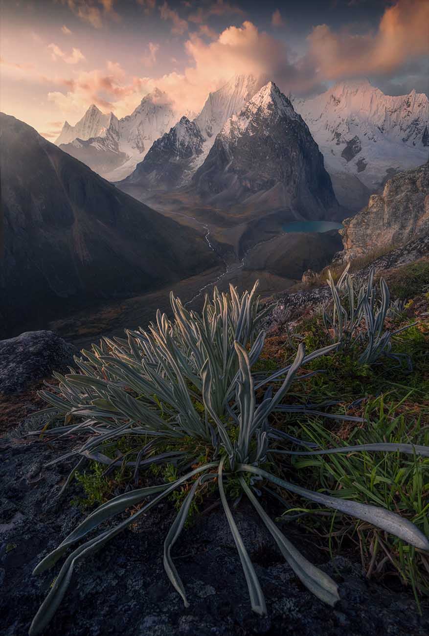 Snow-covered peaks, glacial water and alpine plants beneath a pink and orange sky.
