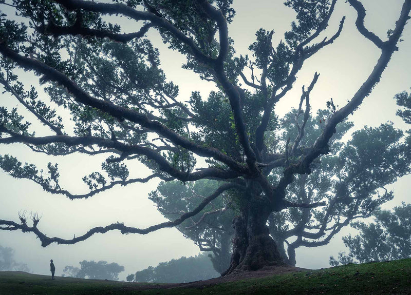 Ultimate Photography Guide Fanal Forest