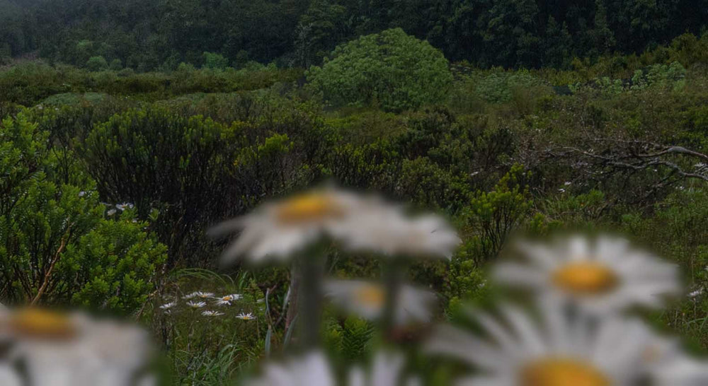 An example image of how to focus stack an image using clone stamping, the background image is sharp.