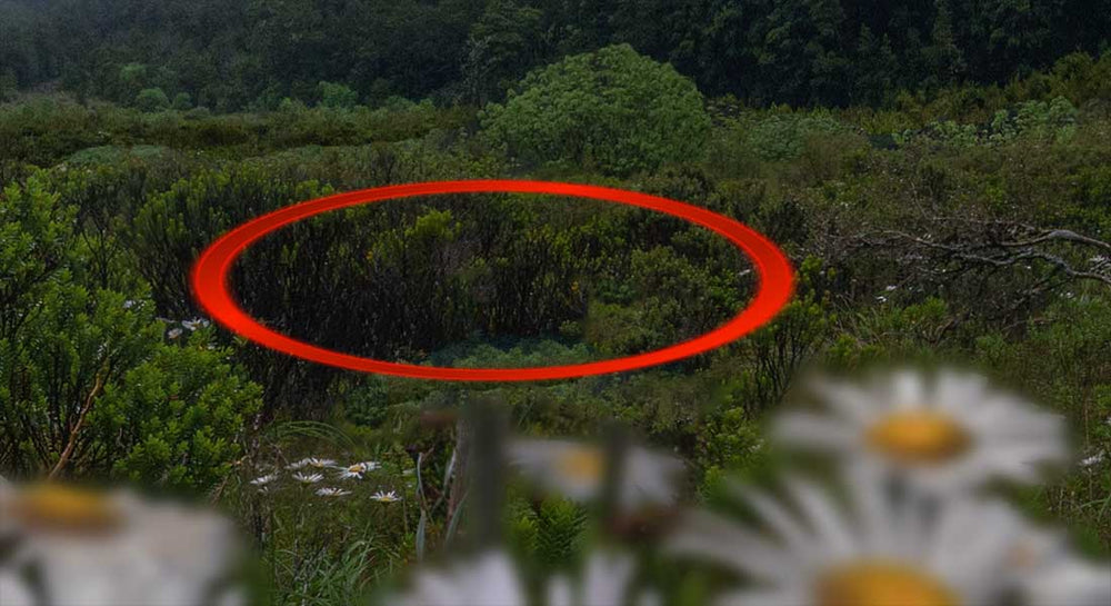 An example image of how to focus stack an image using clone stamping, the foreground image is blurry and removed.