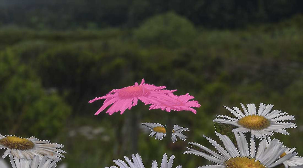 An example image of how to focus stack an image using clone stamping, the sharp flowers adding using photoshop clone stamp tool.