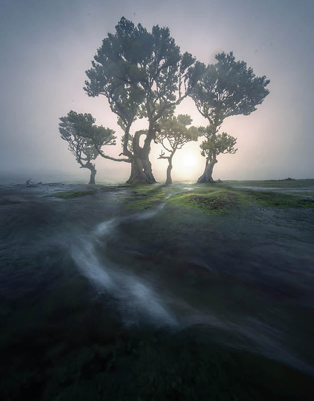 streams of water create leading lines in the fanal forest madeira. flowing directly to the large trees of the forest. The glow of sunset can be seen in the misty hazy background.