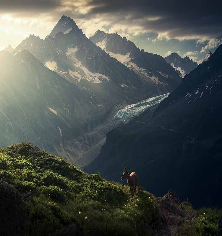 An ibex high in the French alps on a grassy hillside stands. Behind it tower mountains peaks above a glacier.