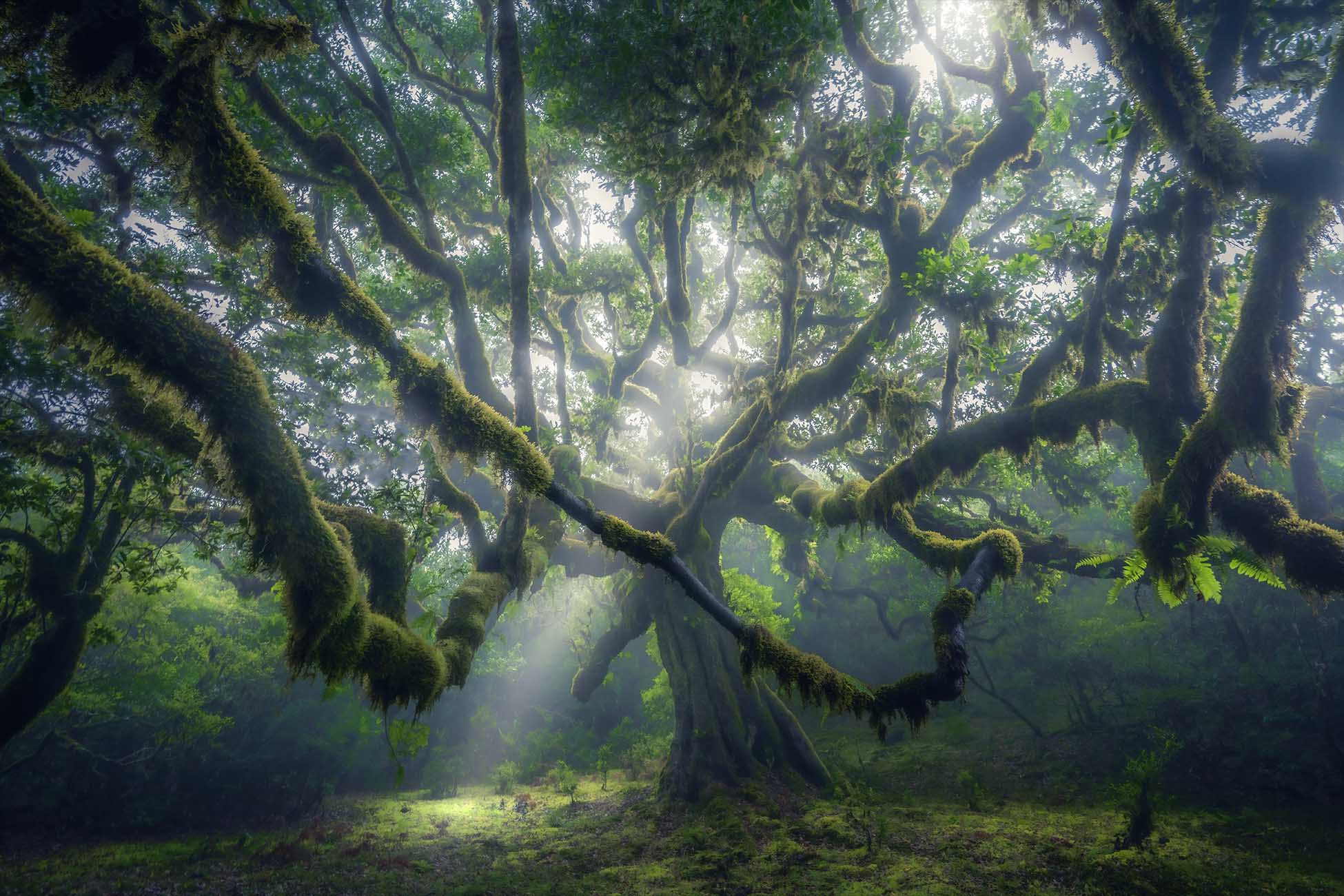 madeira