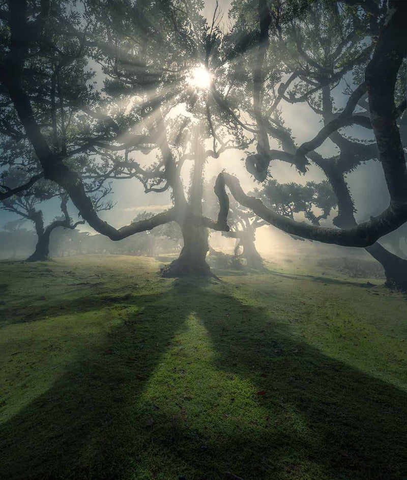 Sunrays passing through a laurel tree and casting long shadows across the grass in Madeira.