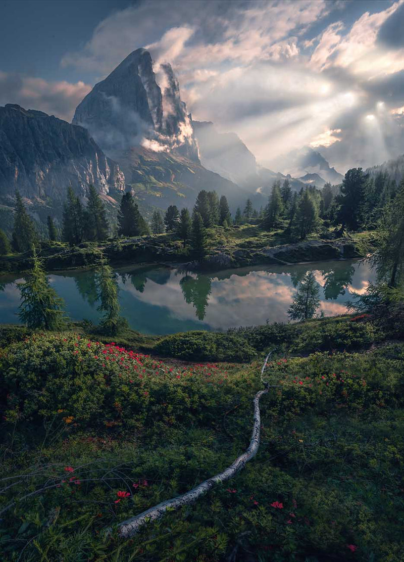 A reflective alpine lake Lago di Limides in the Dolomites, surrounded by evergreen trees, sun rays breaking through clouds, and a winding stick in the foreground surrounded by pink flowers.