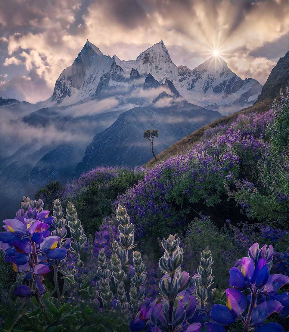 A dramatic mountain range in Cordillera Blanca with three white snow capped peaks and a golden sun star rising from one peak. In the midground is a lone tree shrouded in mist. In the foreground are purple lupins covering the hillsides
