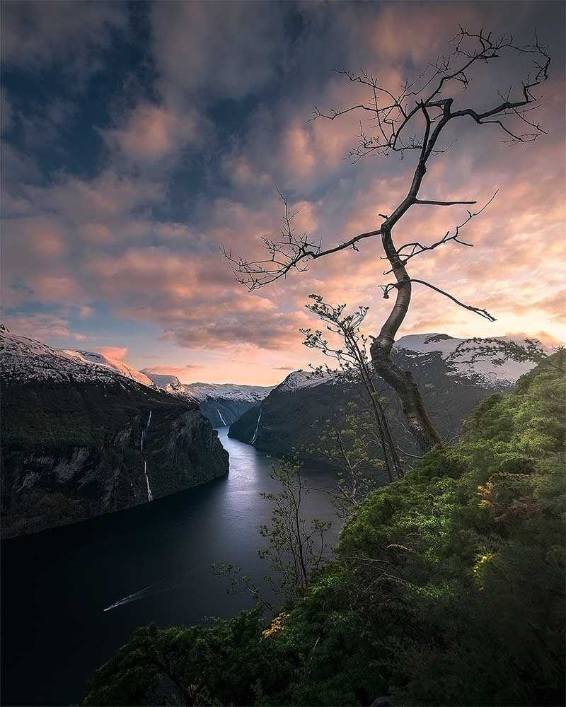 Geirangerfjord at sunset where the clouds in the sky are pink, A downey birch tree is in the foreground and waterfalls frame the fjord leading into the distance.