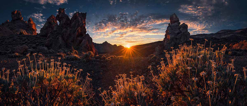 rocky mountains frame a gold red sunset with tall white flowers in the foreground.
