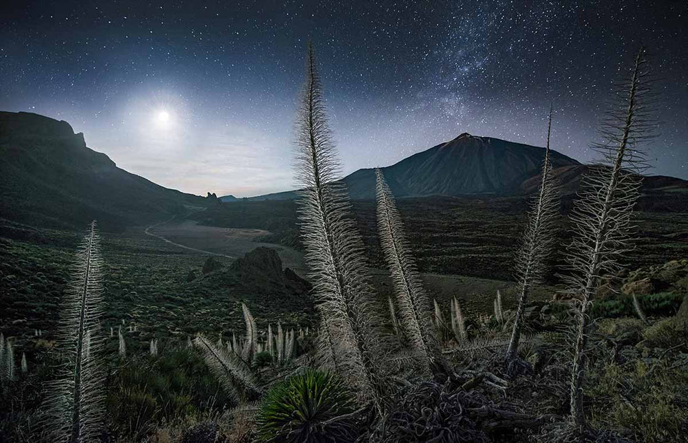 white winter trees stand tall in the night sky illuminated by the setting moon.