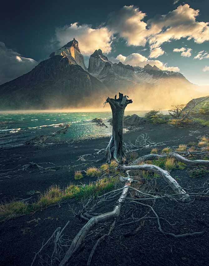 tree roots lead towards a misty lake shore with torres del paine mountains in background and yellow sunrise.