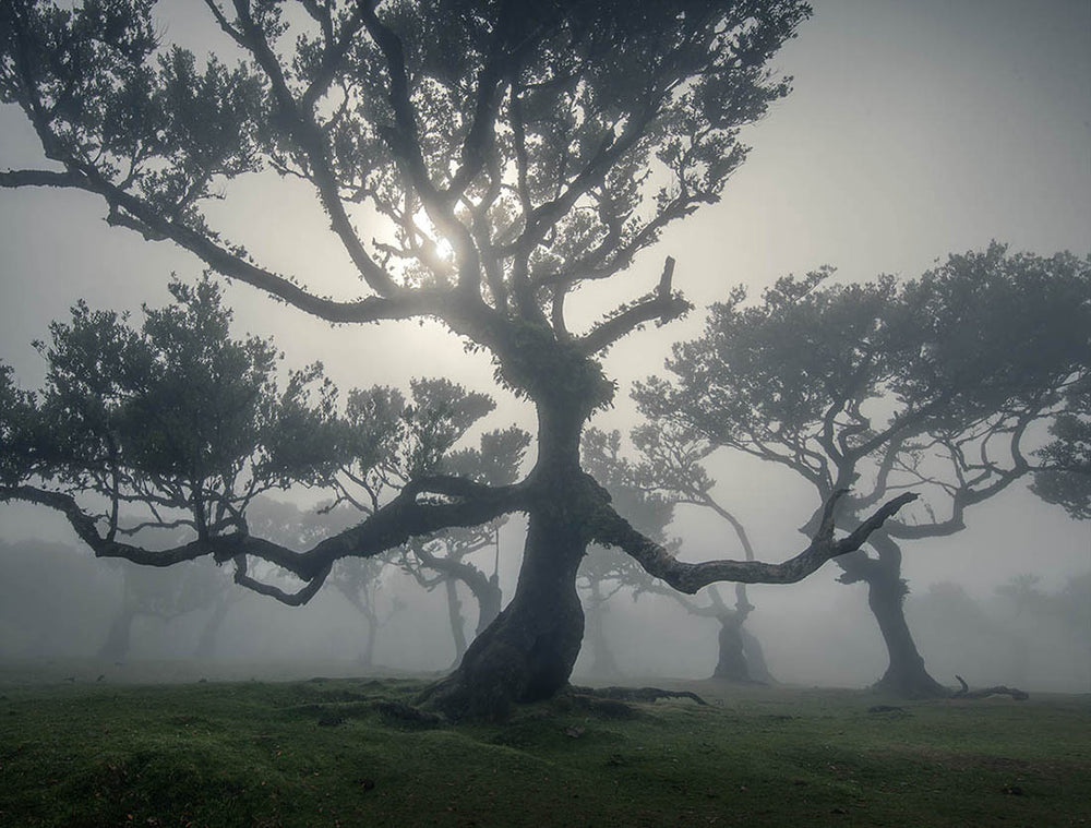 a large tree in fanal forest madeira, its strong black branches are illuminated by the sun behind it. in the distance layers of trees blend into the mist.