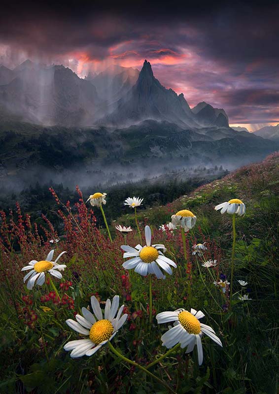 vallee de la claree in France at sunset. The sky is an intense pink with dark stormy clouds and sheets of rain falling. mist flows through the forest beneath the sharp mountains. in the foreground large white flowers grow.