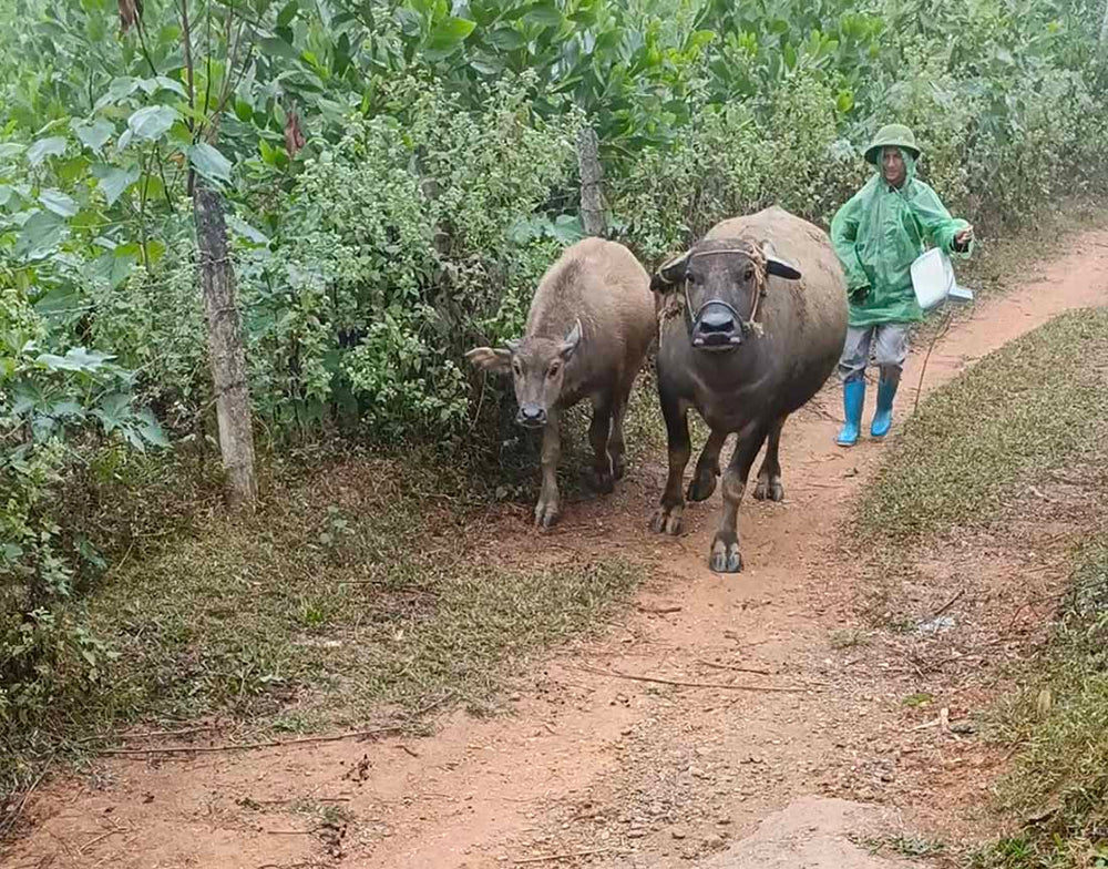 water buffalo helping at a tea plantation in north Vietnam. A man in a green raincoat guides them on the trail.
