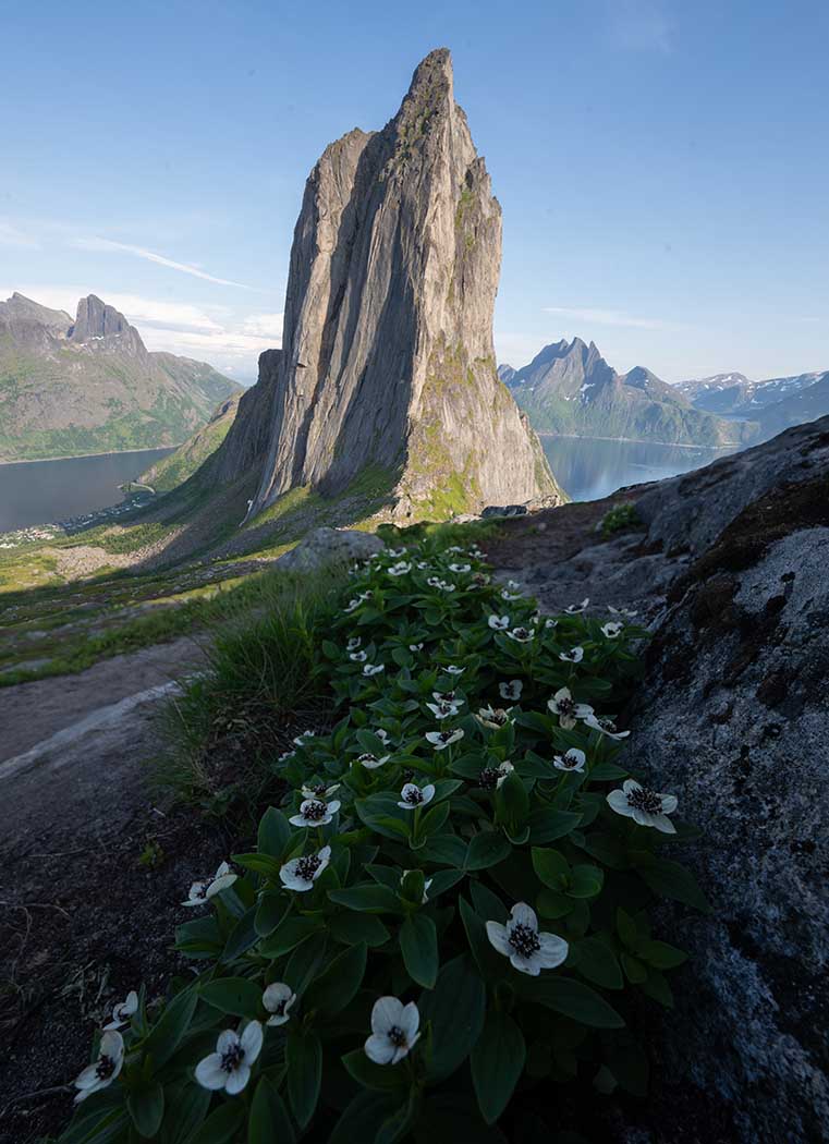 A large patch of Dwarf cornel flowers cover the hillside pathways overlooking segla mountain in Norway during the midnight sun.