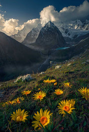 Andes Mountain landscape with yellow flowers in front of Siula Grande in peru - as canvas print