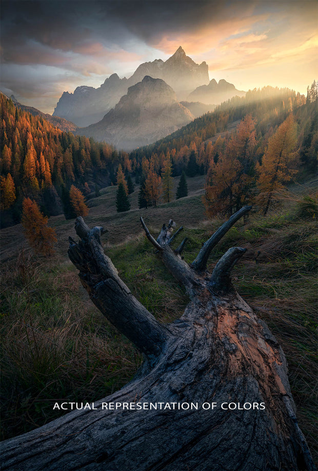Autumn Forest Dolomites - Metal Print