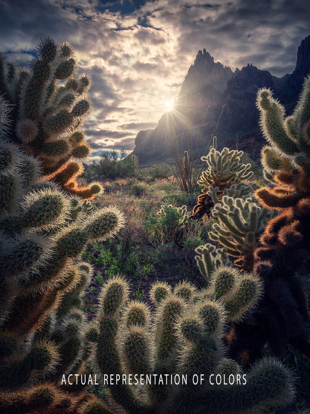 Arizona Desert Landscape - Art Print