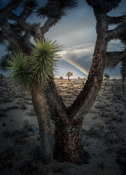 Joshua Tree landscape with rainbow and stormy weather