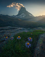 Canvas Print of Matterhorn during summer sunset with flowers