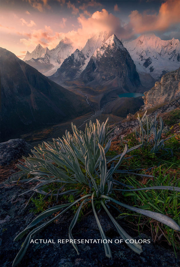Vertical oriented mountain photo with snow capped mountains and a plant in the foreground