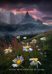 Wildflowers on the foreground, a mountain landscape in the back and a contrast between rainshowers and red sky