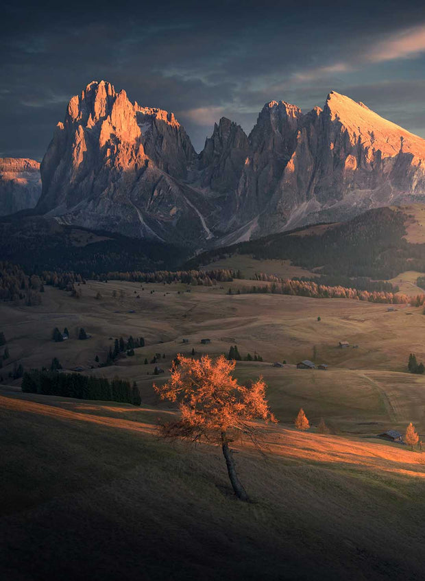 Alpe di siusi canvas print by max rive with tree on foreground and langkofel mountains in the back