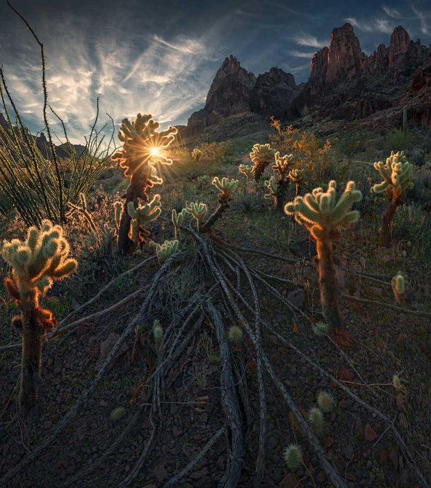 arizona landscape at sunrise with cacti in kofa