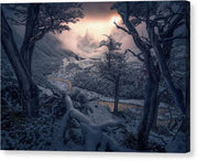 Winter Trees in Patagonia - Canvas Print