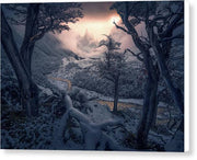 Winter Trees in Patagonia - Canvas Print