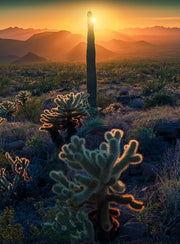 Arizona Fine Art Cacti - Canvas Print