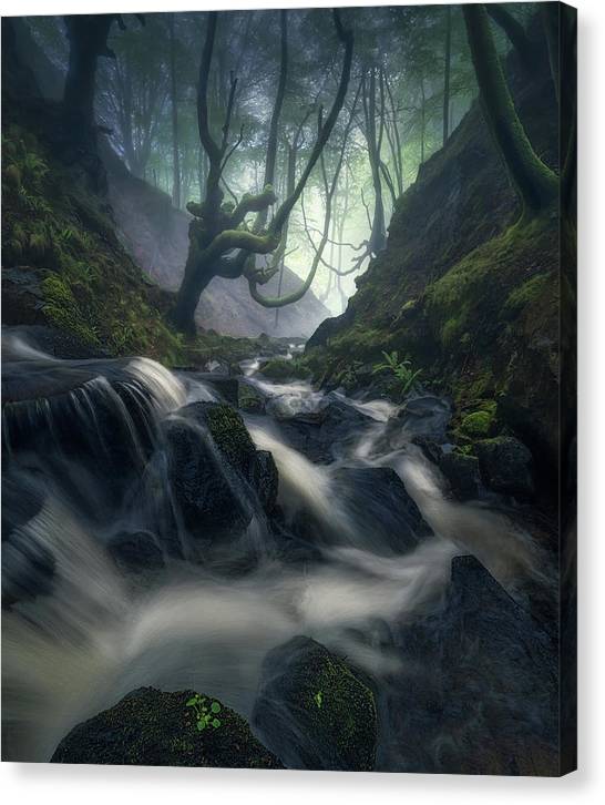 Down The Forest - Canvas Print