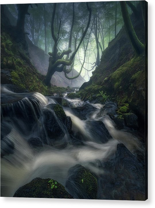 Down The Forest - Acrylic Print