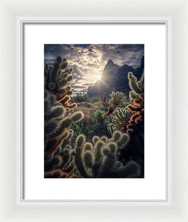 Cacti of the South-West - Framed Print