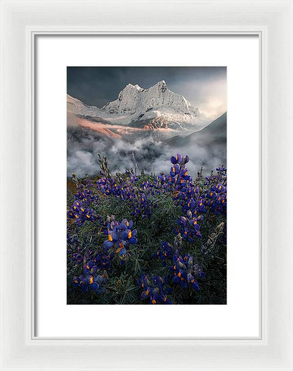 Cordillera Blanca Flowers - Framed Print