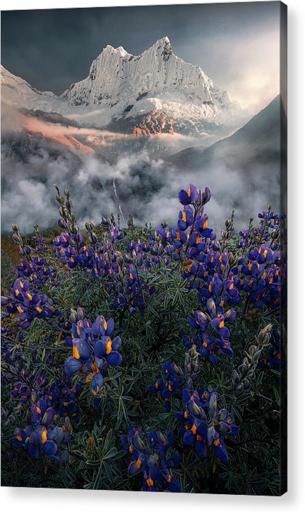 Lupine Misty Mountain - Acrylic Print