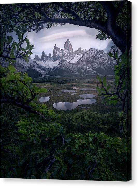 Los Glaciares Forest - Canvas Print