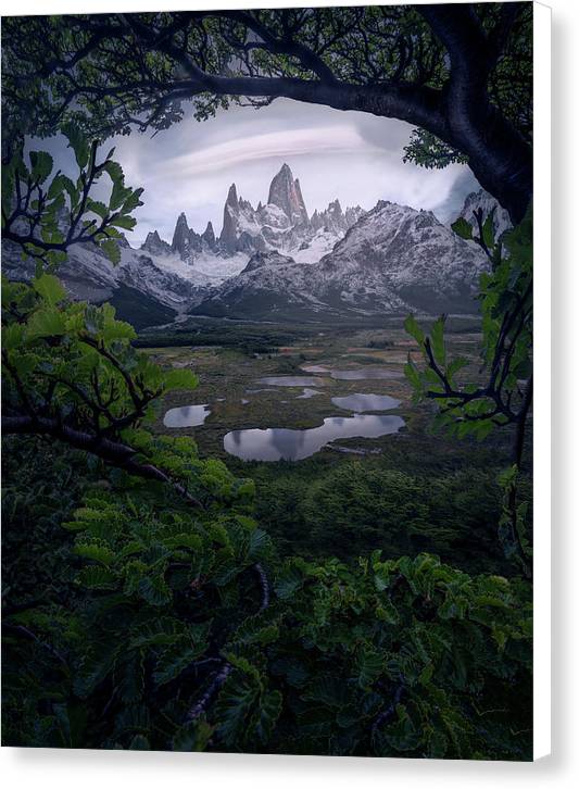 Los Glaciares Forest - Canvas Print