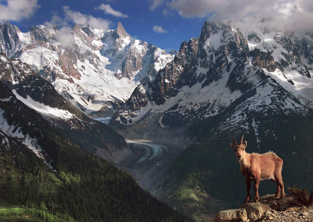 Mountain Goat Alps - Canvas Print