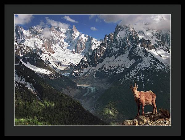 Ibex French Alps - Framed Print