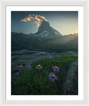 Aster Flowers Matterhorn - Framed Print
