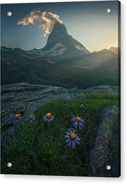 Flowers in Zermatt - Acrylic Print