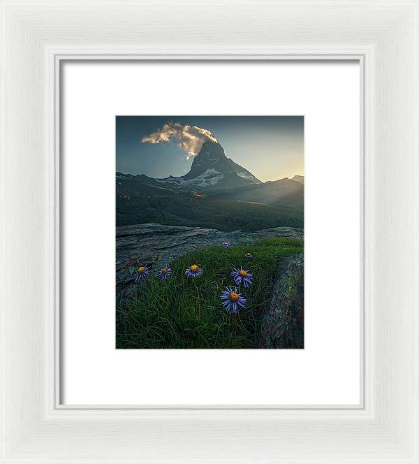 Aster Flowers Matterhorn - Framed Print