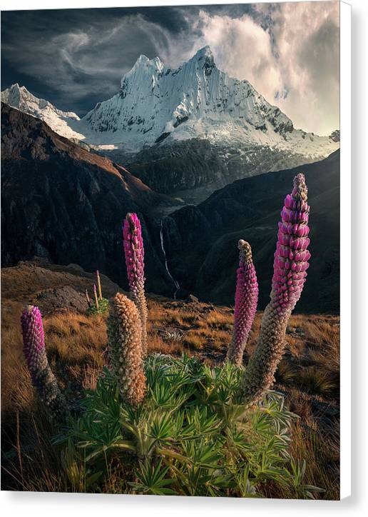 Andes Mountain Nature - Canvas Print