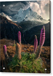 Andes Flower Lupine - Acrylic Print