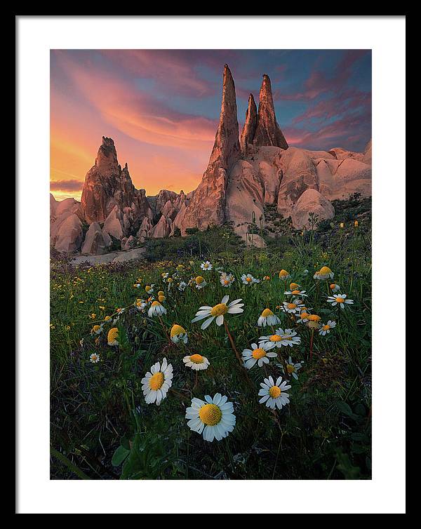 Looking Up - Framed Print