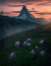 Flowers Underneath Matterhorn - Acrylic Print